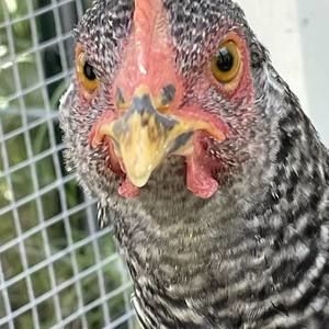 Meet your Posher, Mark